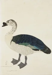 Ein Kamm-Erpel (Sarkidiornis melanota), ca. 1780
